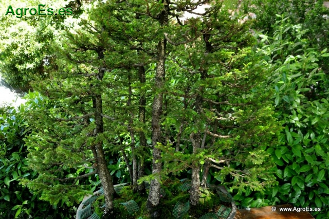 Bonsái Picea Glehnii_2