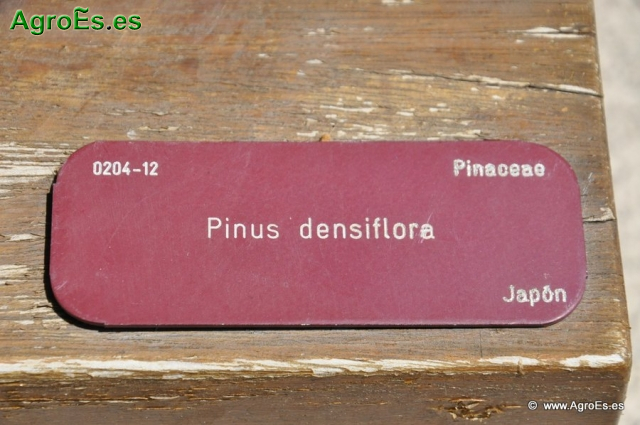 Bonsái Pinus Densiflora_1