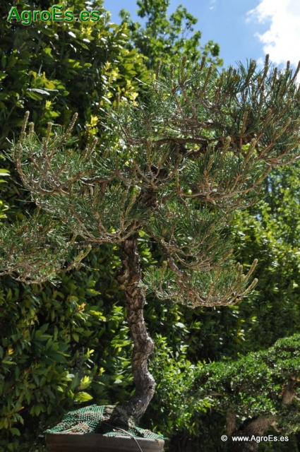 Bonsái Pinus Densiflora_4