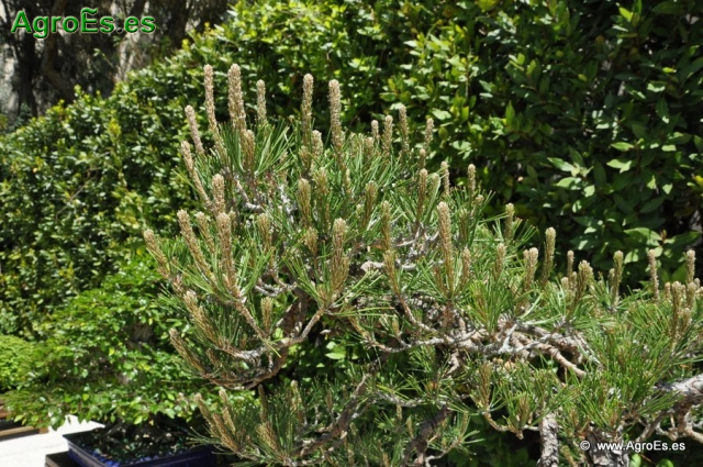 Bonsái Pinus Densiflora_6