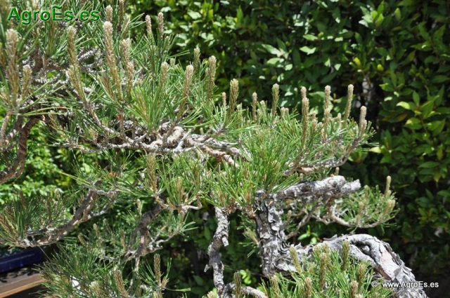 Bonsái Pinus Densiflora_11