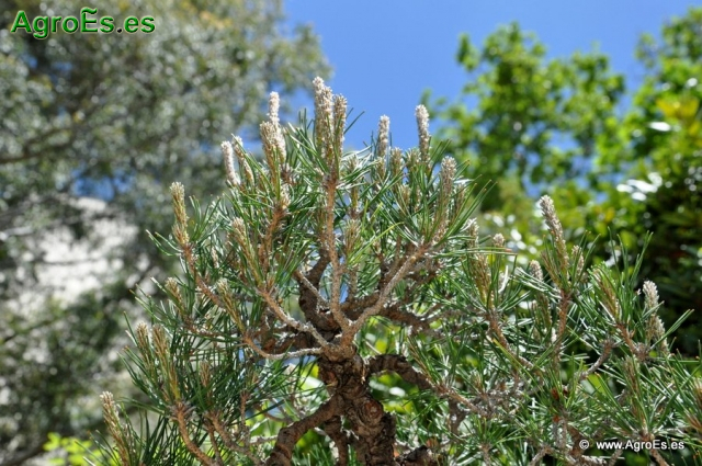 Bonsái Pinus Densiflora_12