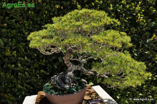Bosái Pinus Parviflora_2