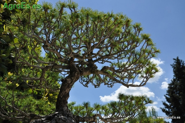 Bosái Pinus Parviflora_3