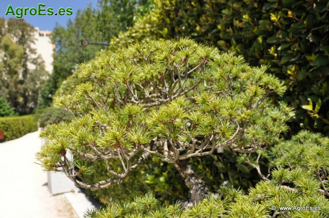 Bosái Pinus Parviflora_5
