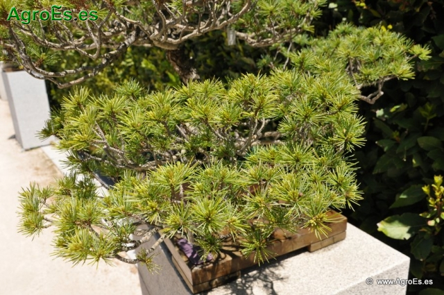 Bosái Pinus Parviflora_6