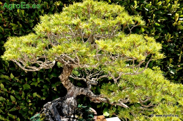 Bosái Pinus Parviflora_7
