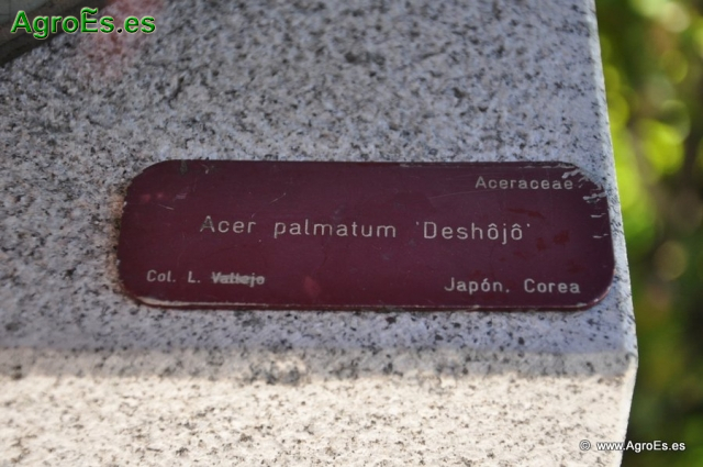 Acer Palmatum Deshôjô_1