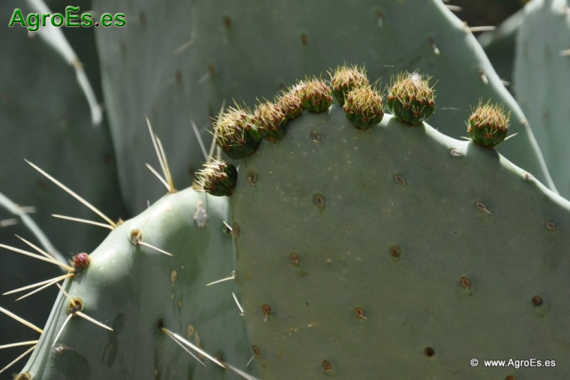 Cactus_20