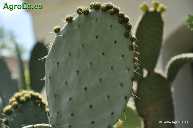 Cactus_23