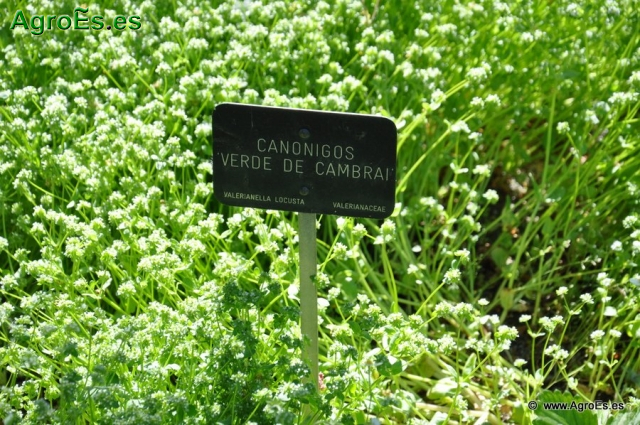Canónigo Verde de Cambrai_1