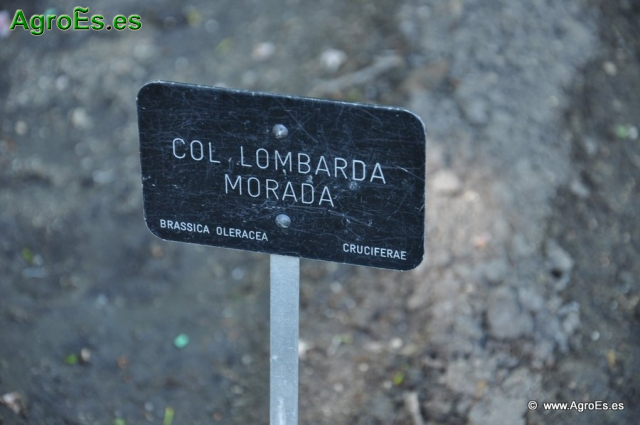 Col Lombarda Mora_1