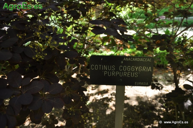 Continus coggygria purpureus_1