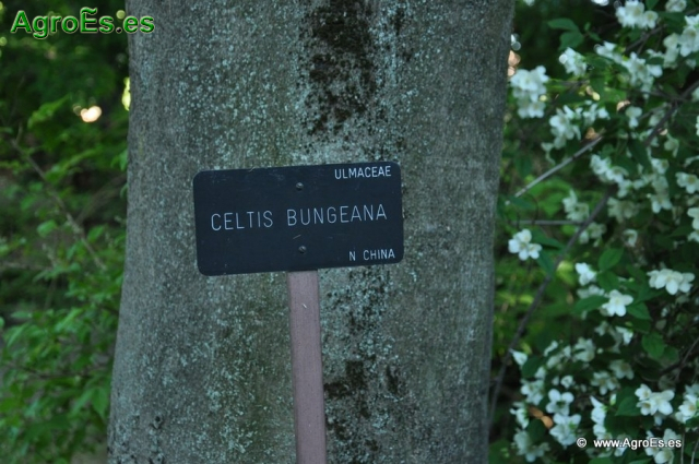 Celtis Burgeana_1