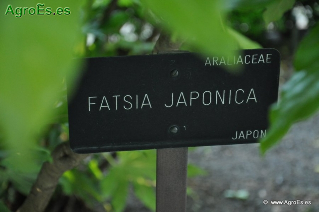 Fatsia Japónica_1