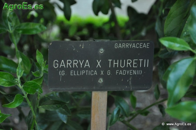 Garrya Thuretii_1