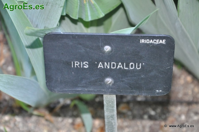Iris Andalou_1