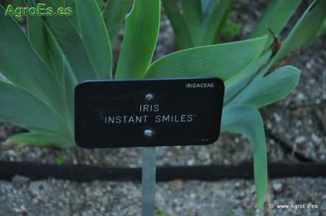 Iris Instant Smiles_1