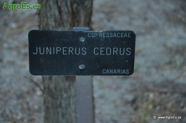Juniperus Cedrus_1