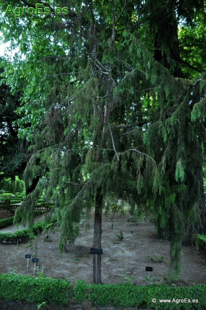 Juniperus Cedrus_4