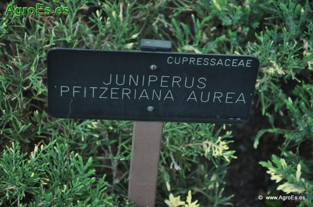 Juniperus Pfitzeriana_1