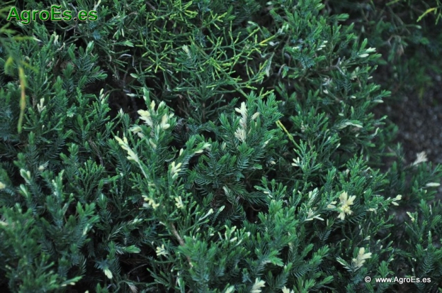 Juniperus Pfitzeriana_4