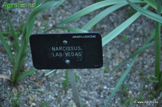 Narcissus Las Vegas_1