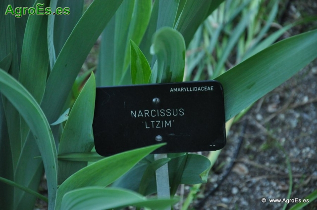 Narcissus Ltzim_1