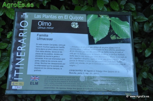 Olmo Ulmus Minor_1