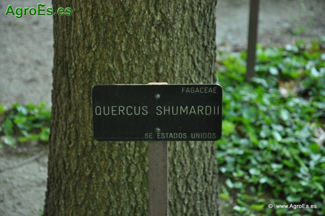 Quercus Shumardii_1