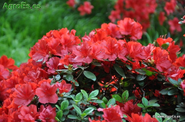 Rhododendron Ordeur_5