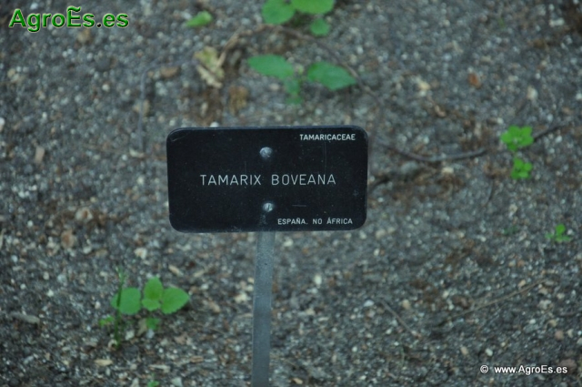 Tamarix Bobeana_1