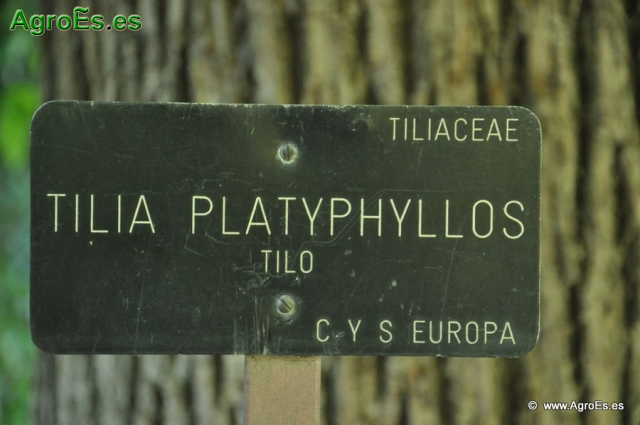 Tilo Tilia Platyphyllos_1