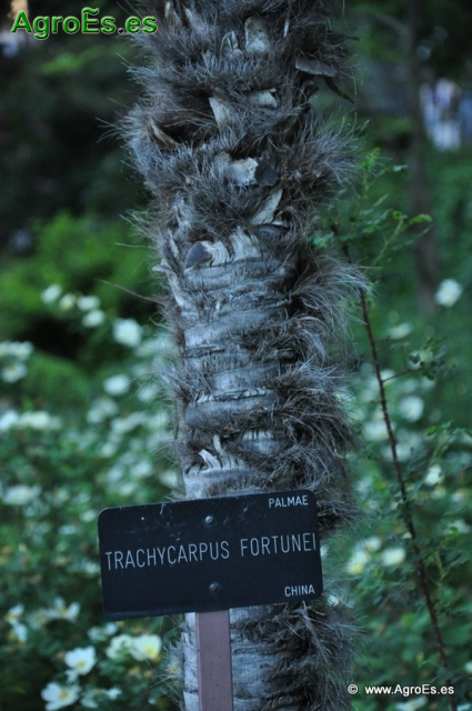 Trachycarpus Fortunei_1