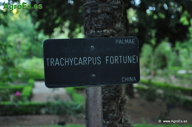 Trachycarpus Fortunei_3