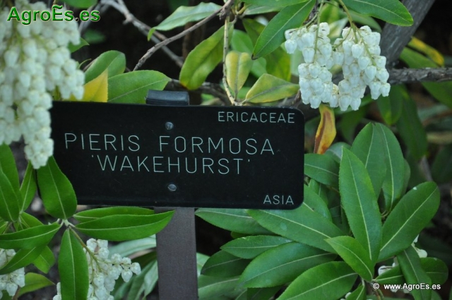 Wakehurst Pieris Formosa_1