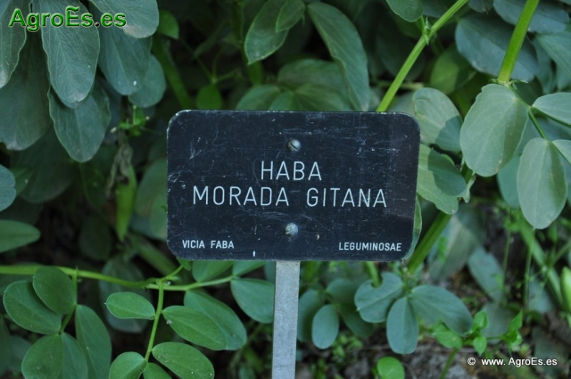 Habas Morada Gitana_1