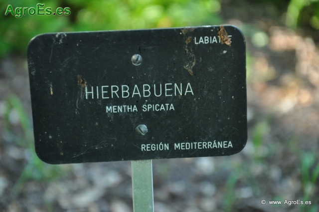 Hierba Buena_1