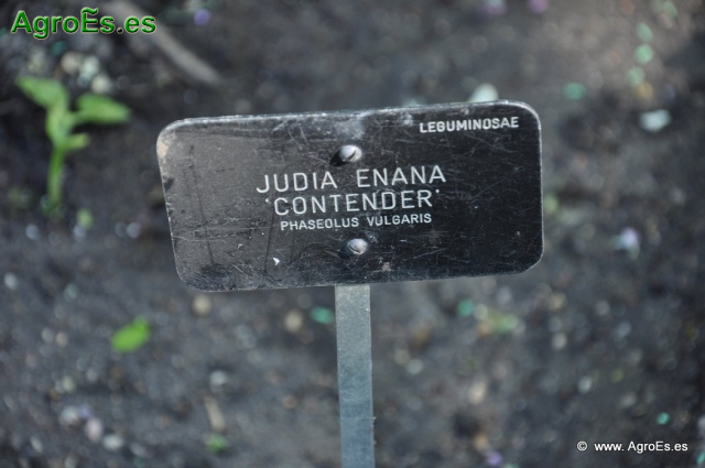Judía Enana Contenedor_1