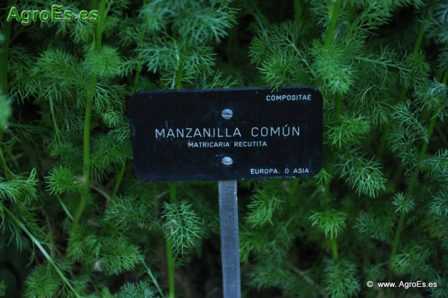Manzanilla Común_1