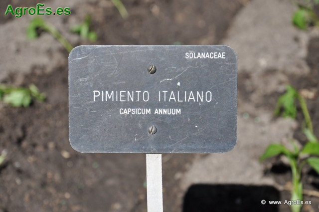 Pimiento Italiano_1