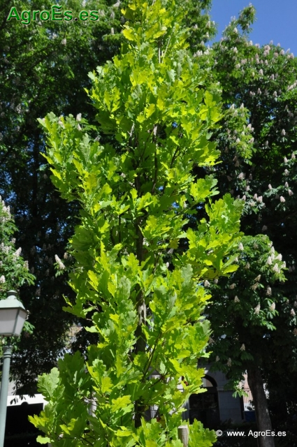 Quercus Robur Fastigiata_3