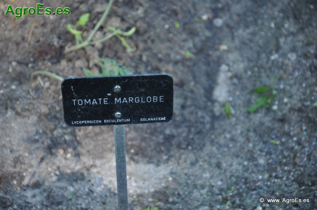 Tomate Marglobe_1