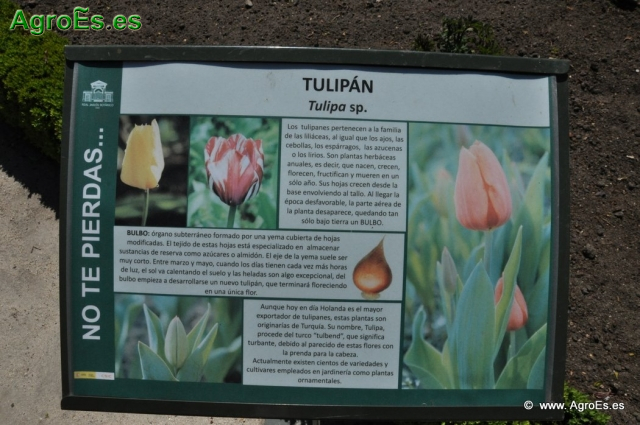 Tulipán_1