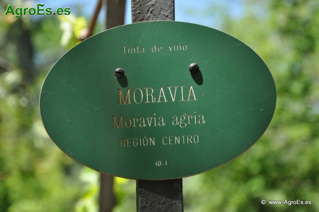 Moravia_1