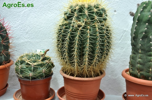 Cactus en Honrubia_2