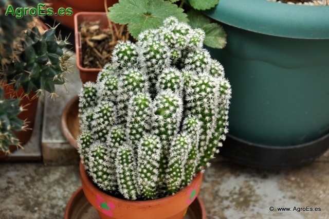 Cactus en Honrubia_7