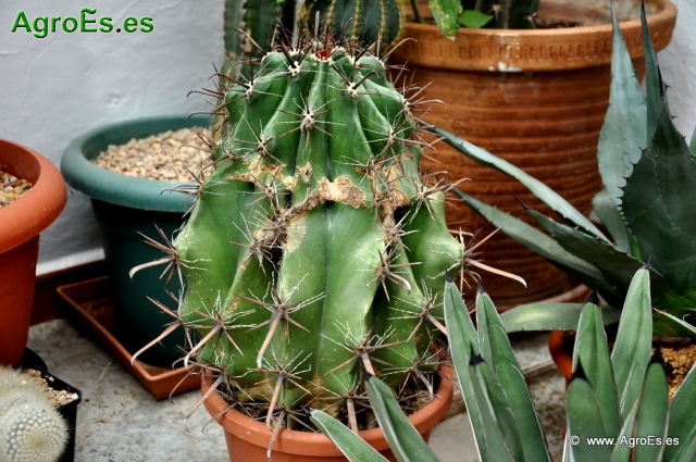 Cactus en Honrubia_8
