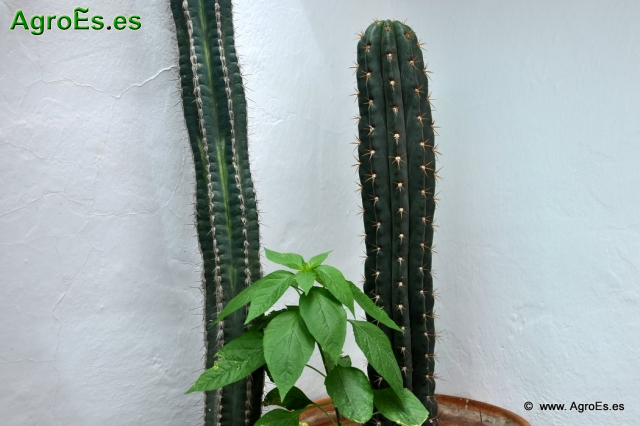 Cactus en Honrubia_10