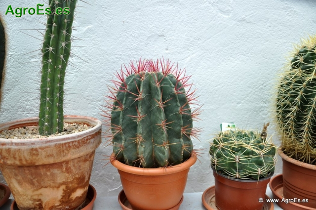 Cactus en Honrubia_15